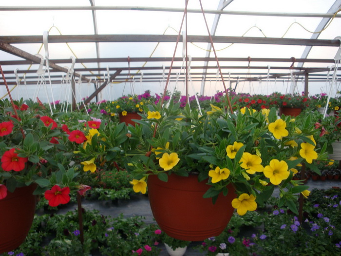 ziedustadi.lv - Ziedu stādu audzētava Baldonē